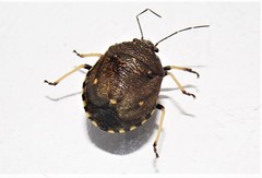 Platycoris bipunctatus