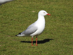 Chroicocephalus novaehollandiae
