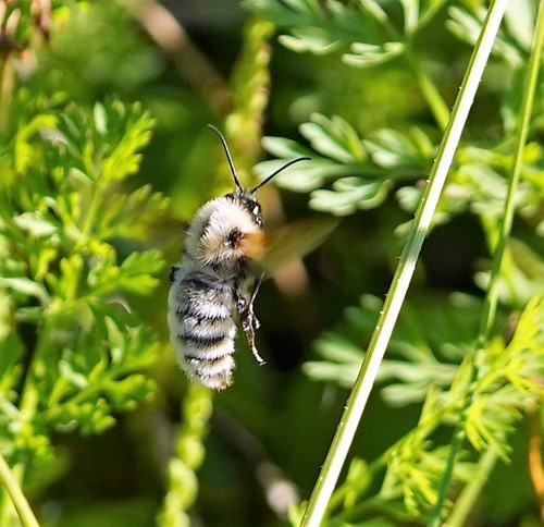 Golden Northern Bumble Bee photographed in Illinois