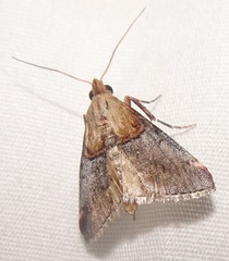 Cacozelia basiochrealis