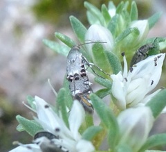 Lithariapteryx abroniaeella