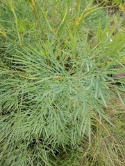 Peucedanum officinale