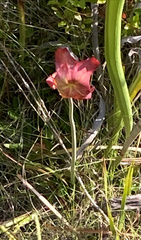 Sarracenia psittacina