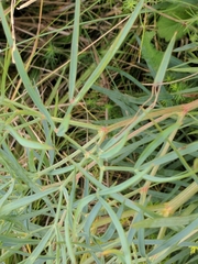 Peucedanum officinale