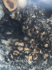 Acarospora macrospora