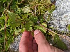 Micranthes nelsoniana