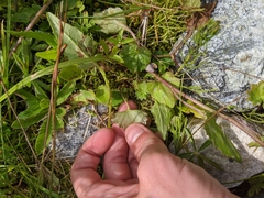 Micranthes nelsoniana