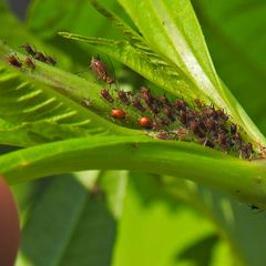 Uroleucon chrysanthemi