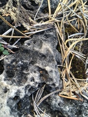 Acarospora macrospora