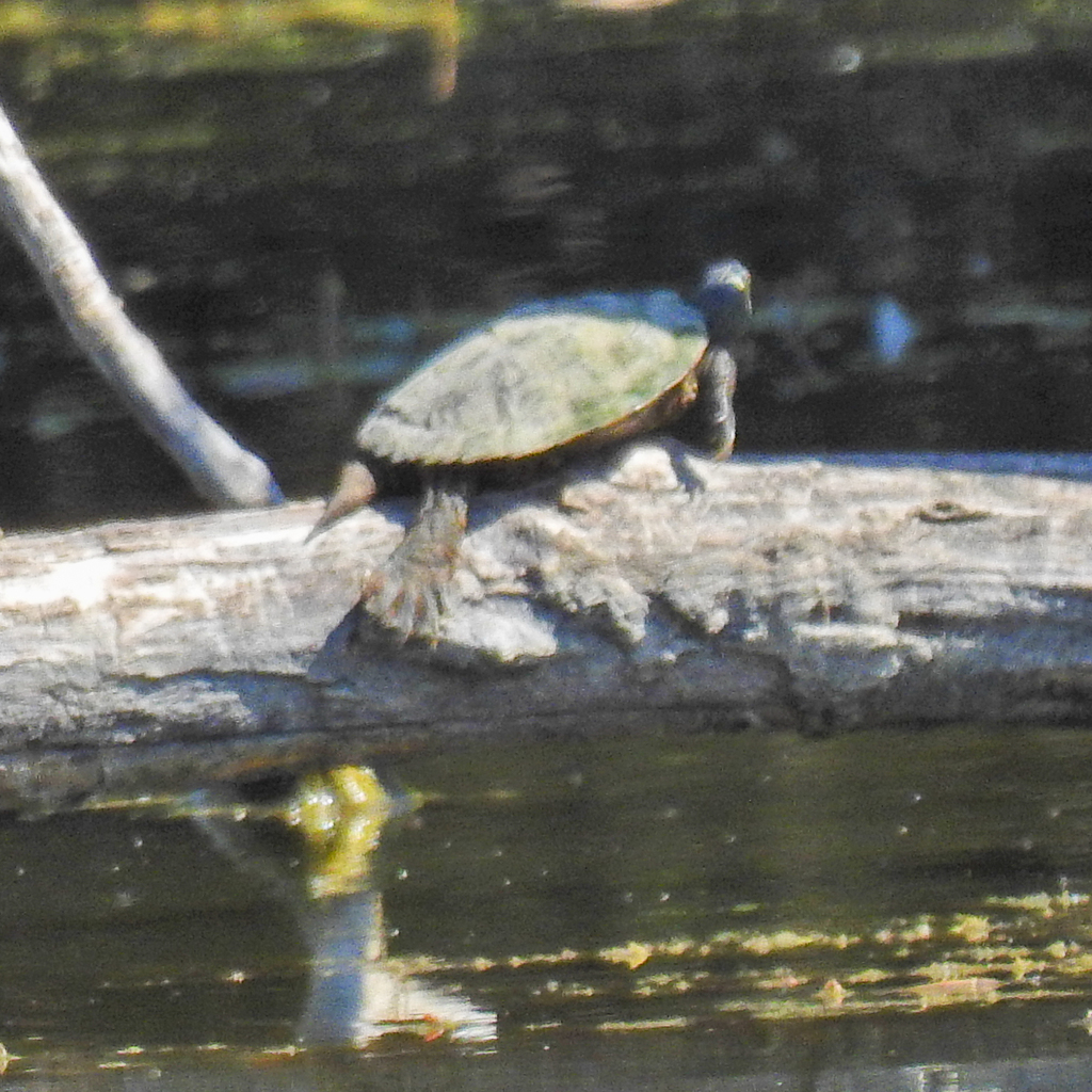 False Map Turtle In August 2020 By Jeff Ward INaturalist   Large 