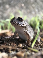 Fejervarya kawamurai