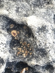 Acarospora macrospora