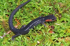 Plethodon jordani