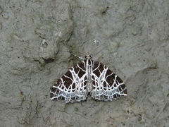 Eustroma reticulata