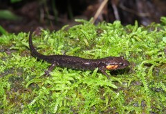 Desmognathus imitator