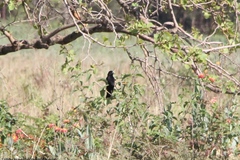 Euplectes albonotatus