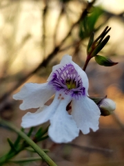 Prostanthera saxicola
