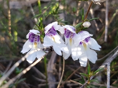 Prostanthera saxicola