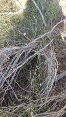 Prostanthera saxicola