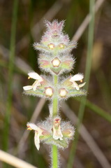 Stachys albens