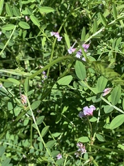 Vicia disperma
