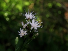 Saussurea parviflora