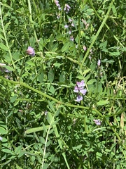 Vicia disperma