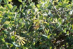 Archilochus colubris