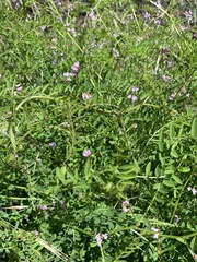 Vicia disperma