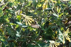 Archilochus colubris