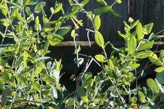 Archilochus colubris