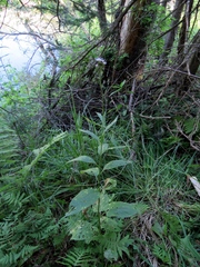 Saussurea parviflora