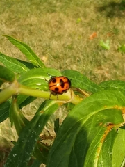 Labidomera clivicollis