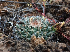 Mammillaria brandegeei