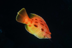 Bodianus unimaculatus