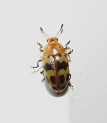 Iphiclus pictus