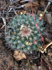 Mammillaria brandegeei