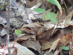 Lithobates sylvaticus image