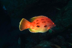 Bodianus unimaculatus