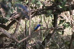 Alcedo semitorquata