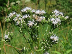 Saussurea parviflora