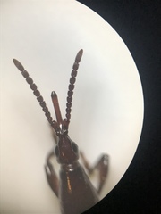 Arrhenodini