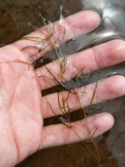 Potamogeton berchtoldii