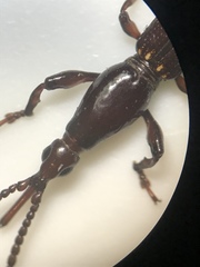 Arrhenodini