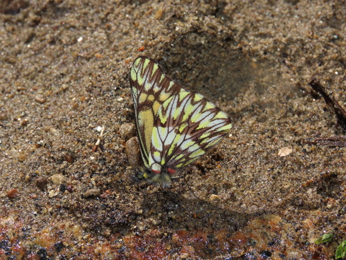 Catasticta lanceolata