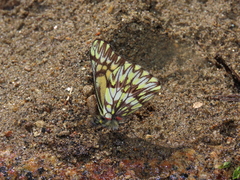 Catasticta lanceolata