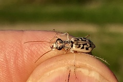 Ellipsoptera lepida