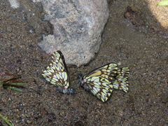 Catasticta lanceolata