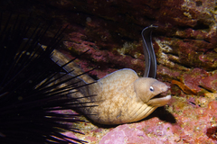Gymnothorax nubilus