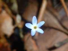 Voyria tenella